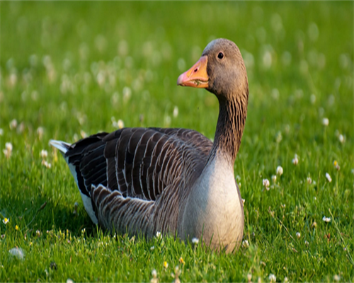 30万找私人东莞代妈,东莞供卵试管婴儿医院排名？附生男孩医院明细？