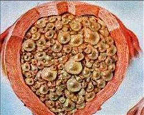 东莞代怀套餐,东莞试管包生男多少钱？去东莞做试管生男孩贵吗？