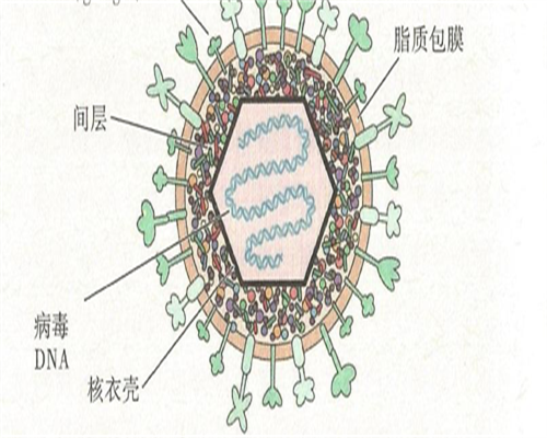 东莞代怀套餐,东莞试管包生男多少钱？去东莞做试管生男孩贵吗？