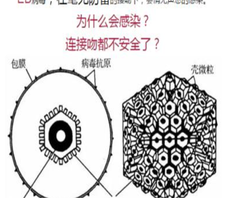 供卵自怀三胎：移植冻囊胚第五天就开始测，冻囊胚移植第5天能不能测出来？