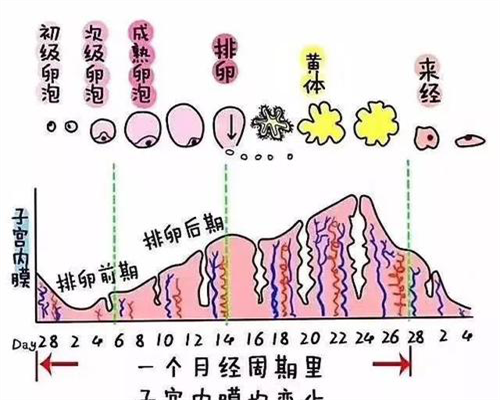 东莞试管助孕机构,东莞妇幼试管费用贵不贵？附东莞试管助孕机构费用