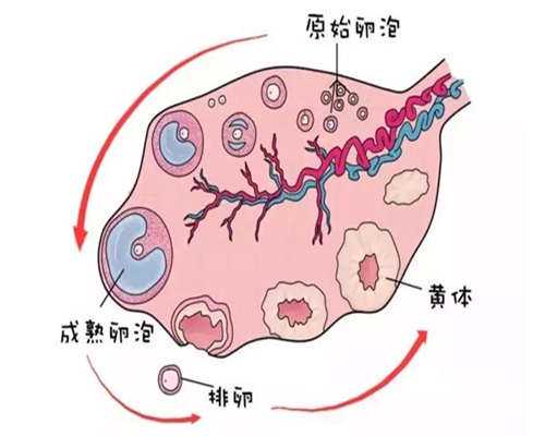 广东能不能捐卵,东莞康华医院供卵试管怎么样？东莞能做供卵试管吗？