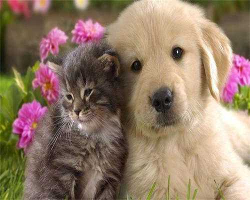 东莞借腹生子中介,东莞试管成功率排名：看看东莞有多少医院