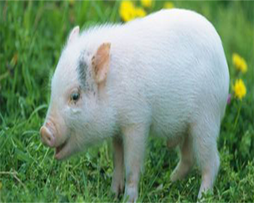 东莞代怀孕介绍,东莞试管成功率排名：看看东莞有多少医院