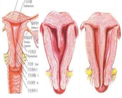东莞供卵生二胎，东莞市单独二胎最新政策