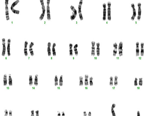 东莞三代试管能决定男女吗？(广东 三代试管)