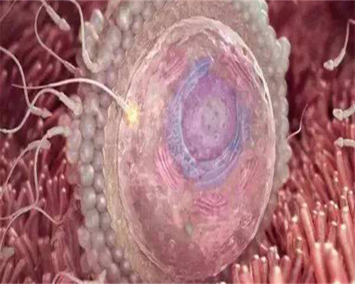 代生包生男孩-医生做试管移植是把胚胎植入到哪里呢？