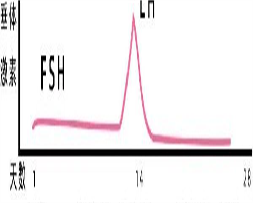 东莞代生孩子中心，广东东莞石排镇－中国最牛教育