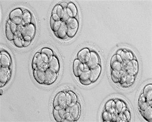 东莞康华医院试管婴儿王建，萎缩可以做供卵吗,东莞中医院可以做供卵吗