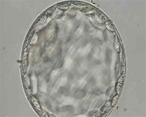 代生中介机构:珠海三代试管婴儿成活率有多大？一次能成功吗