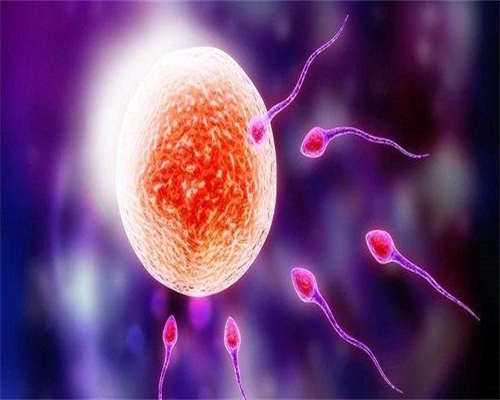 能做借卵试管:为什么试管要攒够4个胚胎？攒几个胚胎可以移植？