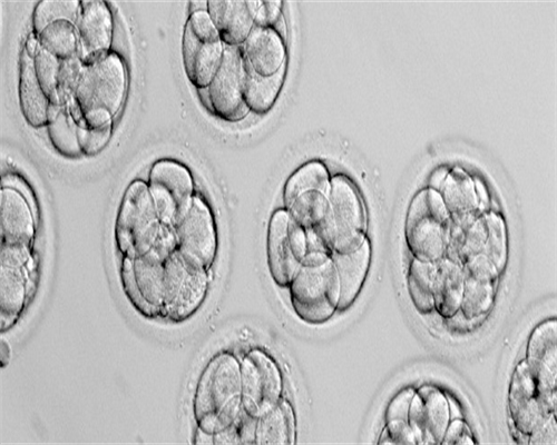 东莞代怀套餐,东莞试管包生男多少钱？去东莞做试管生男孩贵吗？