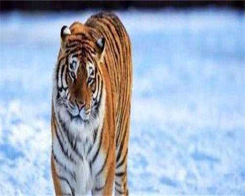 35岁生二胎是高龄产妇吗？