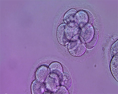 排卵期想要怎么办，弱精症想要孩子怎么办