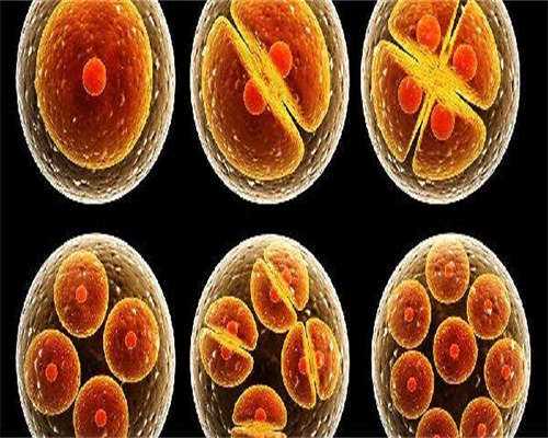 多精子进入卵子会怎样