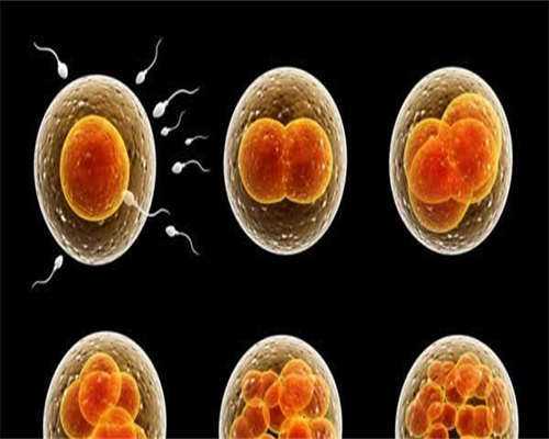 试管胚胎移植后的食谱推荐